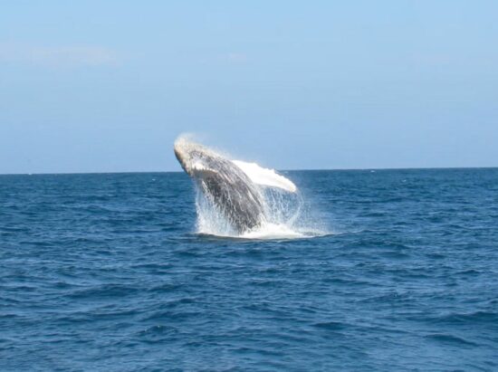 Mincetur: Temporada de Avistamiento de Ballenas Impulsará el Turismo