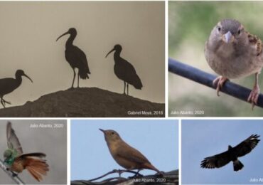 Mincetur Participó en Actividad “Avistamiento de Aves para Niños” en Lambayeque 