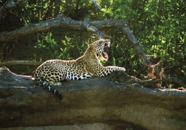 Parque Nacional del Manu un Prestigio de Biodiversidad