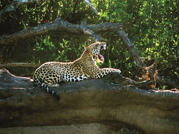 Parque Nacional del Manu un Prestigio de Biodiversidad