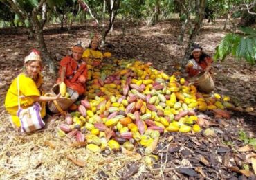 Junín: Festival Satipo Busca Impulsar Producción de Cacao Orgánico