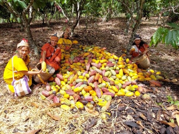 Junín: Festival Satipo Busca Impulsar Producción de Cacao Orgánico