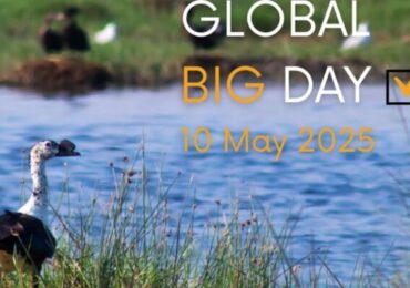 Perú Obtiene Segundo Lugar en el Global Big Day 2025