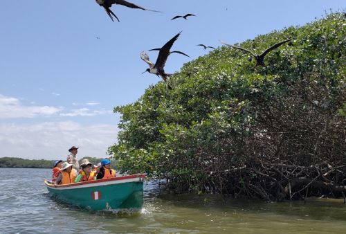 Tumbes: Minam Busca Fortalecer Conservación de Manglares