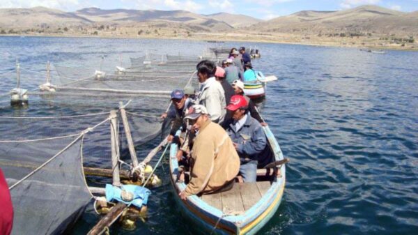 Lancheros Demanda Mayor Promoción de Islas del Titicaca por Caída del Turismo
