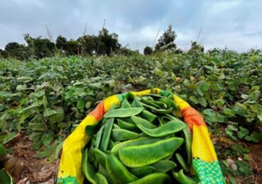 XXXI Festival de la Menestra en Ocucaje